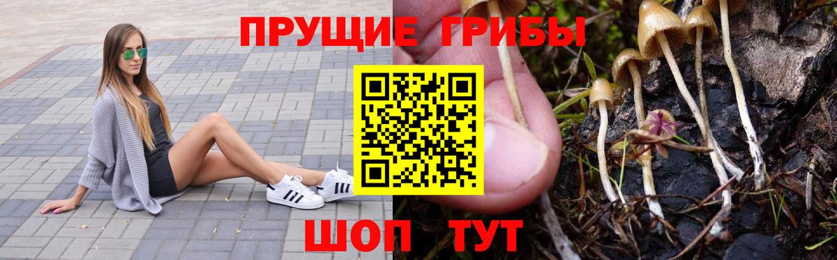 Псилоцибиновые грибы GOLDEN TEACHER  Вход с VPN  Новозыбков  Псилоцибиновые грибы Cubensis 
